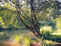Vue sur l'&eacute;tang